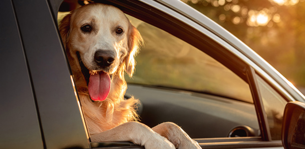 Happy dog in car